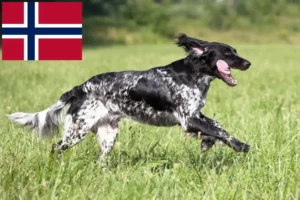 Lees meer over het artikel Grote Münsterländer fokker en puppies in Noorwegen