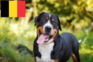 Lees meer over het artikel Grote Zwitserse Sennenhond fokker en puppies in België