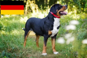 Lees meer over het artikel Grote Zwitserse Sennenhond Fokker en Puppies in Duitsland