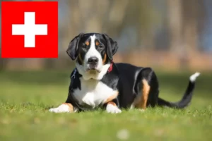 Lees meer over het artikel Grote Zwitserse Sennenhond Fokker en Puppies in Zwitserland