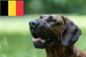 Lees meer over het artikel Hannoveraanse Lashondenfokker en Puppies in België