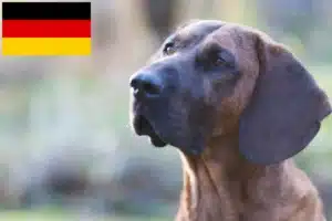 Lees meer over het artikel Hannoverscher Schweißhund fokkers en puppies in Duitsland