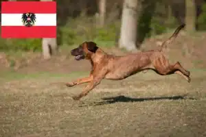 Lees meer over het artikel Hannoverscher Schweißhund fokkers en pups in Oostenrijk