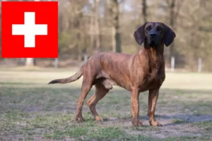 Lees meer over het artikel Hannoverscher Schweißhund fokkers en pups in Zwitserland