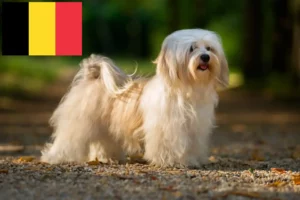 Lees meer over het artikel Havanezer fokkers en pups in België