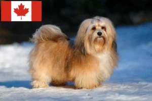 Lees meer over het artikel Havanezer fokkers en pups in Canada