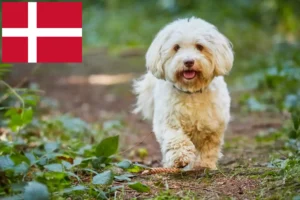 Lees meer over het artikel Havanezer fokkers en pups in Denemarken