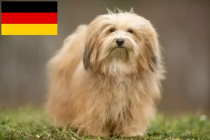Lees meer over het artikel Havanezer fokkers en pups in Duitsland