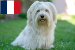 Lees meer over het artikel Havanezer fokkers en pups in Frankrijk