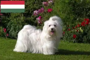 Lees meer over het artikel Havanezer fokkers en pups in Hongarije