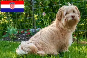 Lees meer over het artikel Havanezer fokkers en pups in Kroatië