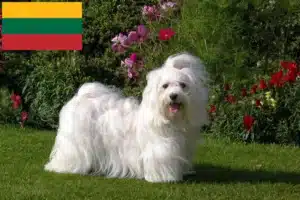 Lees meer over het artikel Havanezer fokkers en pups in Litouwen