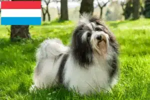 Lees meer over het artikel Havanezer fokkers en pups in Luxemburg
