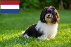 Lees meer over het artikel Havanezer fokkers en pups in Nederland