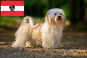 Lees meer over het artikel Havanezer fokkers en pups in Oostenrijk