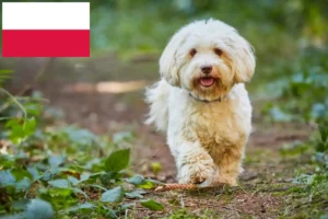 Lees meer over het artikel Havanezer fokkers en pups in Polen