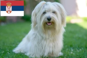 Lees meer over het artikel Havanezer fokkers en pups in Servië