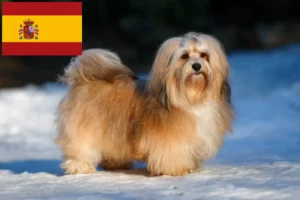 Lees meer over het artikel Havanezer fokkers en pups in Spanje
