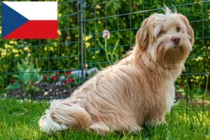 Lees meer over het artikel Havanezer fokkers en pups in Tsjechië