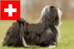 Lees meer over het artikel Havanezer fokkers en pups in Zwitserland