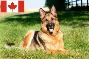 Lees meer over het artikel Schapenhondenfokkers en puppy’s in Canada