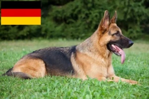 Lees meer over het artikel Herdershondenfokkers en puppies in Duitsland