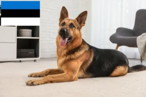 Lees meer over het artikel Herdershondenfokkers en pups in Estland
