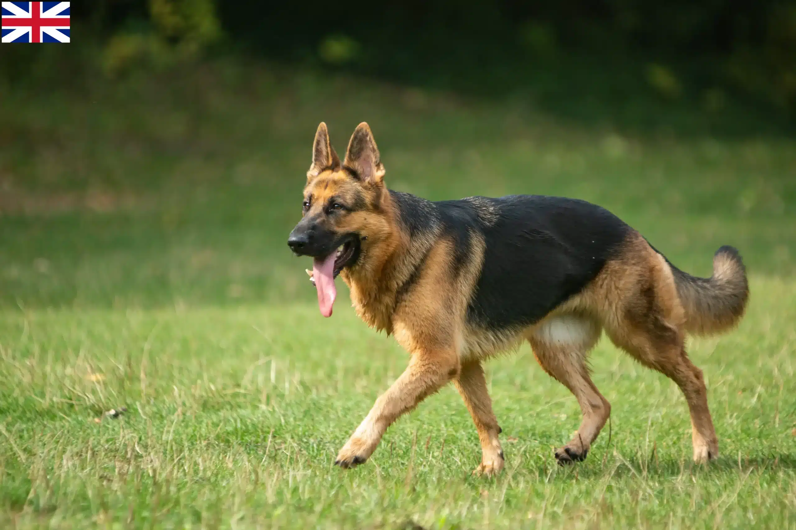 Lees meer over het artikel Schapenhondenfokkers en puppy’s in Groot-Brittannië