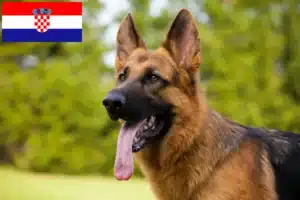 Lees meer over het artikel Herdershondenfokkers en puppies in Kroatië