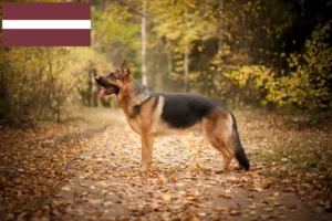 Lees meer over het artikel Herdershondenfokkers en pups in Letland