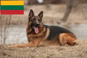 Lees meer over het artikel Herdershondenfokkers en puppies in Litouwen