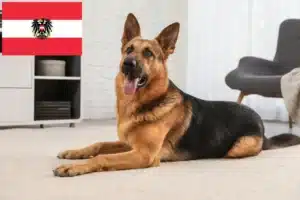 Lees meer over het artikel Herdershondenfokkers en puppies in Oostenrijk