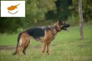 Lees meer over het artikel Herdershondenfokkers en puppies in Cyprus