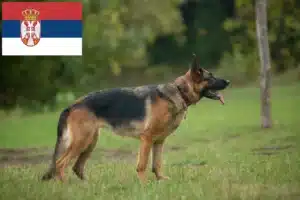 Lees meer over het artikel Herdershondenfokkers en puppies in Servië