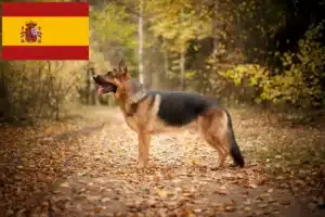 Lees meer over het artikel Herdershondenfokkers en puppies in Spanje