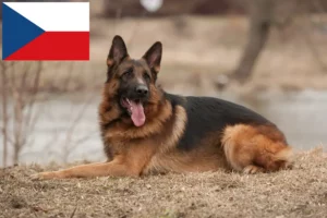 Lees meer over het artikel Herdershondenfokkers en puppies in Tsjechië