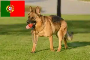 Lees meer over het artikel Herdershondenfokkers en puppies in Portugal