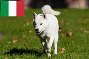 Lees meer over het artikel Hokkaido fokkers en pups in Italië