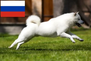 Lees meer over het artikel Hokkaido fokkers en puppies in Rusland