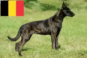 Lees meer over het artikel Hollandse Herdershond fokkers en pups in België