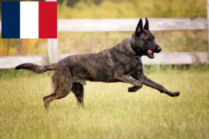 Lees meer over het artikel Hollandse Herdershond fokkers en pups in Frankrijk
