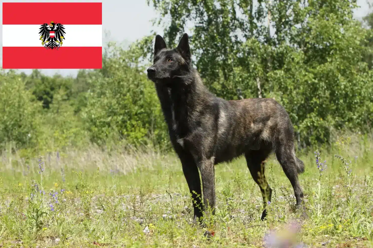 Hollandse Herdershond pups en fokkers Oostenrijk Hier vind je Hollandse Herdershonden fokkers in Oostenrijk.