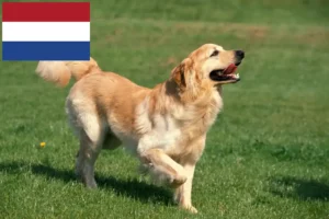 Lees meer over het artikel Hovawart fokkers en pups in Nederland