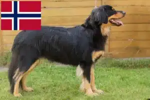Lees meer over het artikel Hovawart fokkers en pups in Noorwegen