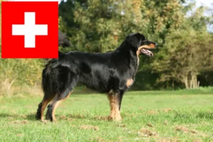 Lees meer over het artikel Hovawart fokkers en pups in Zwitserland