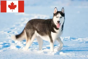 Lees meer over het artikel Husky fokkers en puppies in Canada