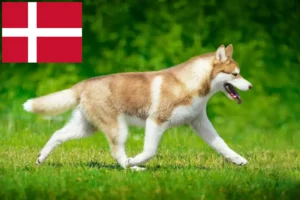 Lees meer over het artikel Husky fokkers en puppies in Denemarken