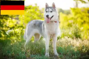 Lees meer over het artikel Husky fokkers en puppies in Duitsland