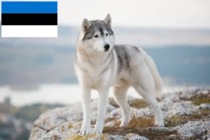 Lees meer over het artikel Husky fokkers en pups in Estland