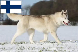 Lees meer over het artikel Husky fokkers en puppies in Finland